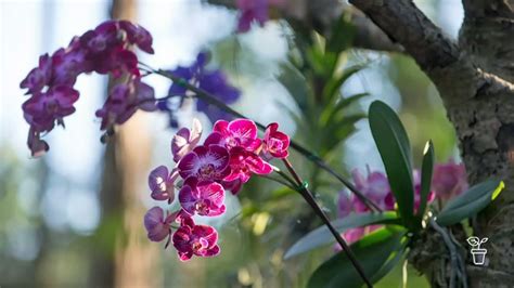 Native Climbers - Gardening Australia