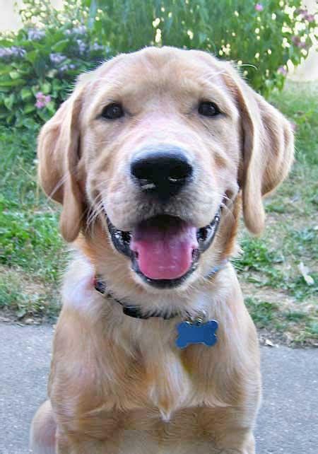 Retriever Labrador: Labrador Golden Retriever Mix