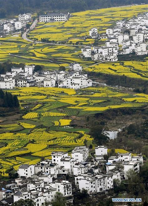 In pics: cole flower field scenery in Wuyuan, Jiangxi - Xinhua ...