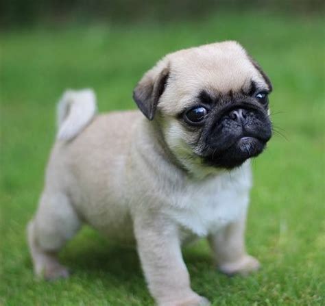 yarnilandia: Pug mi perrito, una mirada atrás.