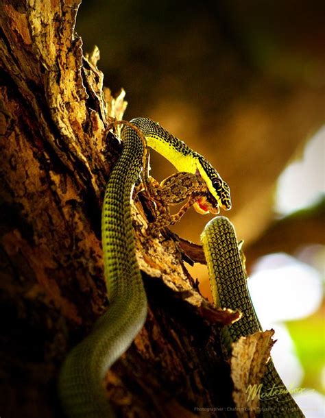 Golden tree snake ( chrypsopelea ornata ) is a mildly venomous snake. The snake picture with ...