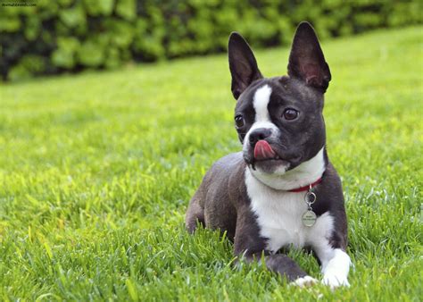 Boston Terrier - Pictures, Information, Temperament, Characteristics ...