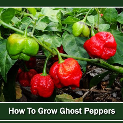 How To Grow Ghost Peppers