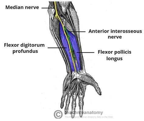 Anterior Interosseous Nerve - Course - Motor Functions - TeachMeAnatomy