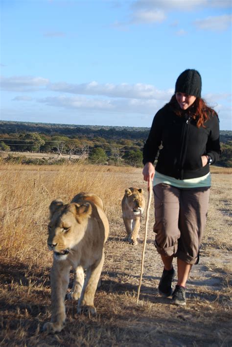 Walking with Lions in Africa - The Mellyboo Project | Lion africa ...