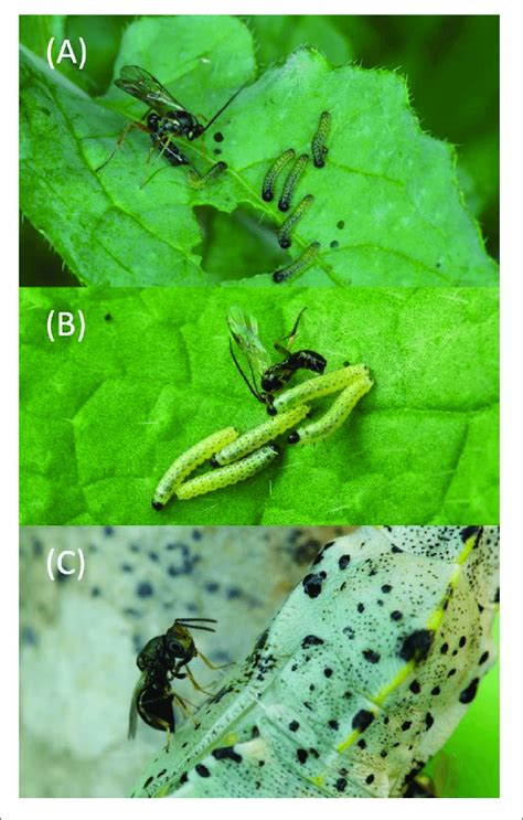 | Three of the five parasitoid species used in the study. (A) Hyposoter... | Download Scientific ...