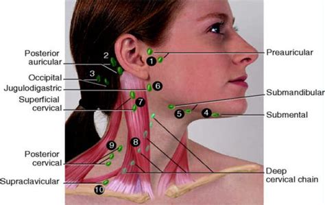 Neck Lymph Node Locations | Nursing assessment, Lymph massage, Lymph nodes