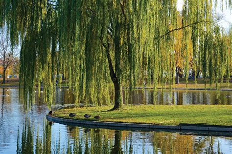 Where there’s a willow, there’s a way - Kiwi Gardener