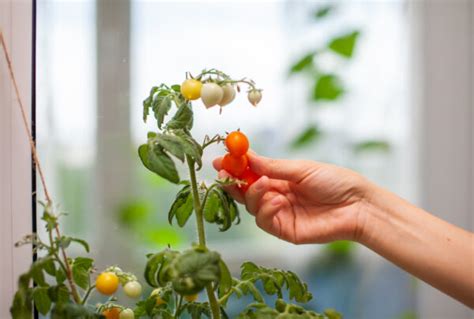 Growing Tomatoes in Winter (Yes, It Can Be Done!) - Minneopa Orchards