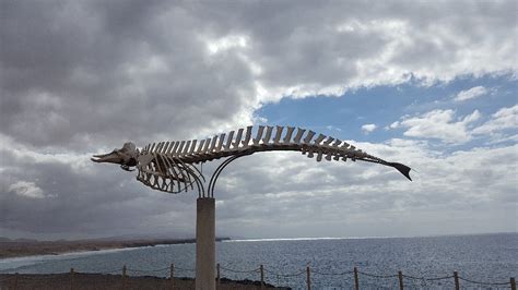 CUVIER'S BEAKED WHALE SKELETON (2024) All You Need to Know BEFORE You ...