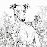Greyhound Dog Colouring In Sheet 1  Etsy sketch template