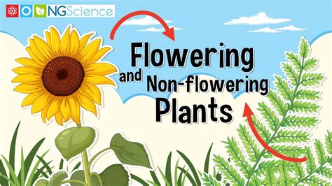 Flowering and Non-flowering Plants - YouTube