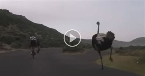 If You’ve Never Seen an Ostrich Run, Here’s One Chasing Some Cyclists For Over a Minute ...