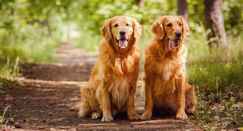 Golden Retriever Dog Breed Information, Pictures, Characteristics ...