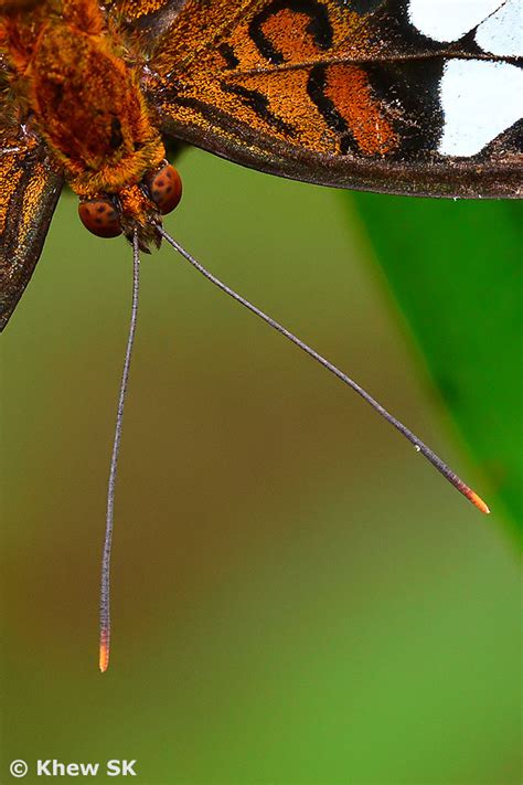 Butterflies of Singapore: The Butterfly Antennae