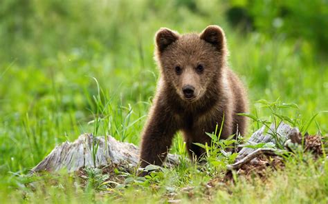 Quiz : les bébés animaux