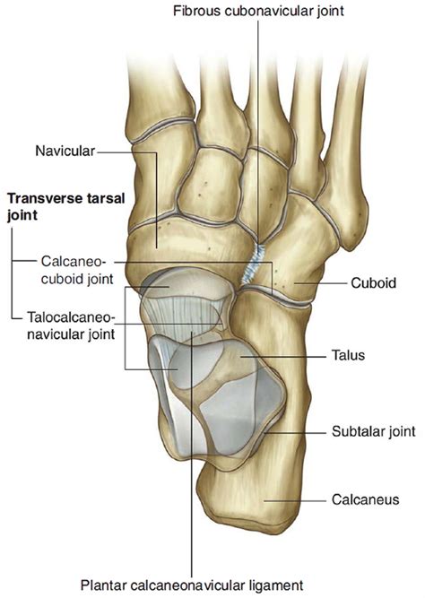 Pronation and Supination of the Forearm. Pronation and Supination of Foot