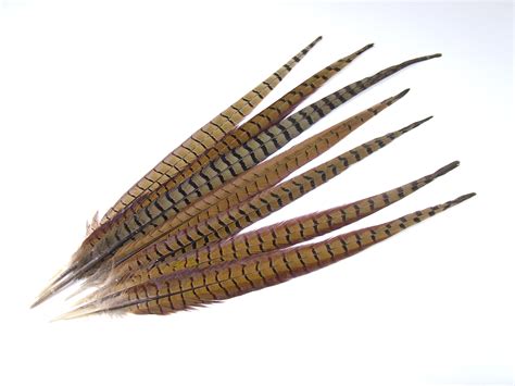 Ringneck Pheasant Centre Tail Feather (40-60cm) – Jaffe