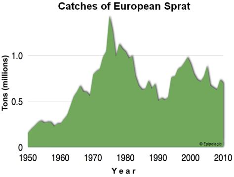 European Sprat | British Sea Fishing