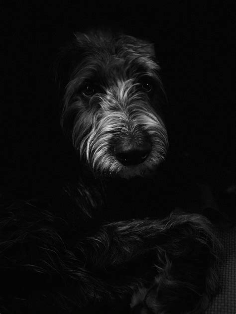 Miniature Wolfhound #miniaturewolfhound | Wolfhound, Dogs, Miniatures