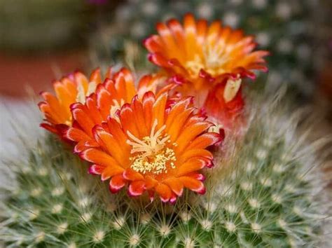 Cactus Flower | Succulent Flower | Colorful Flowers | BioExplorer.net