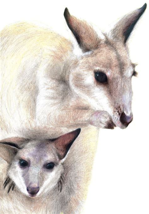 Kangaroo Art Drawing Print with Joey Nursery Art