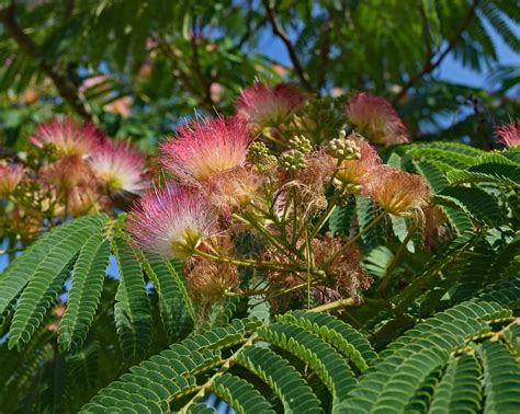 Free download | HD wallpaper: red mimosa, flower, blossom, bloom, plant ...