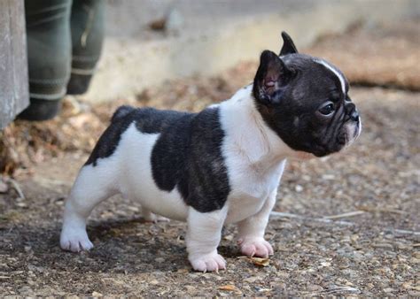 French Bulldog Info, Size, Temperament, Lifespan, Puppies, Pictures