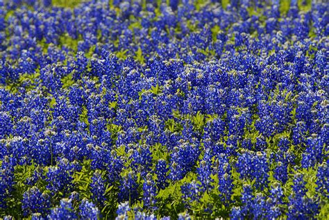 2023 Wildflower Forecast: Bluebonnets Arrive Early Ahead of a Lush Blooming Season