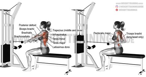 Straight-back seated underhand cable row exercise instructions and video | Cable workout, Good ...