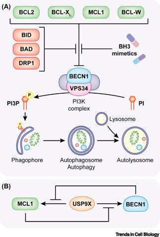 Noncanonical Cell Fate Regulation by Bcl-2 Proteins: Trends in Cell Biology