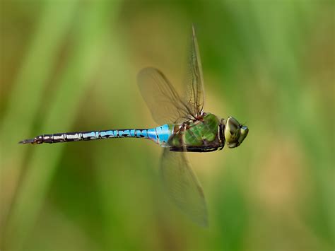 Common Green Darner | Arizona Dragonflies