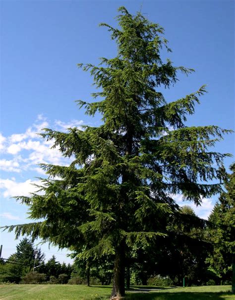 Tsuga heterophylla Western Hemlock - Kigi Nursery