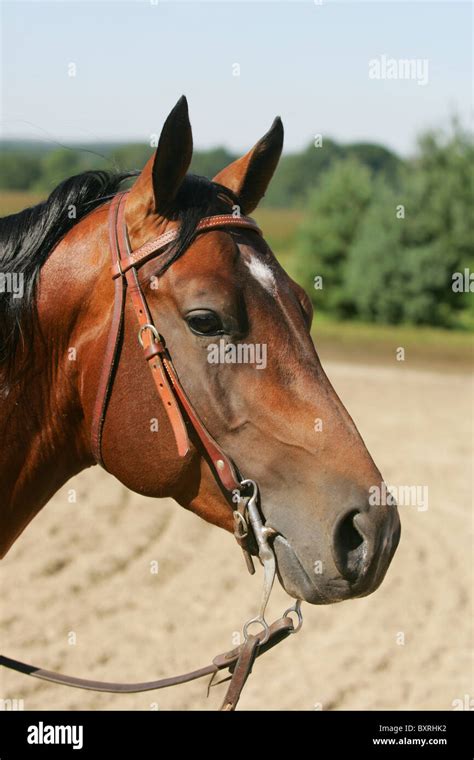 Horse wearing Western bridle Stock Photo - Alamy