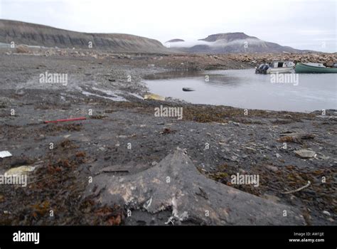 Fluke Remains of a dead narwhal monodon monoseros after a killing Coastal Inuit community of ...