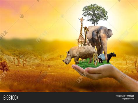 Wildlife Conservation Image & Photo (Free Trial) | Bigstock