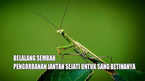 BELALANG SEMBAH/MANTIS – CINTA MATI BELALANG SEMBAH JANTAN UNTUK ...