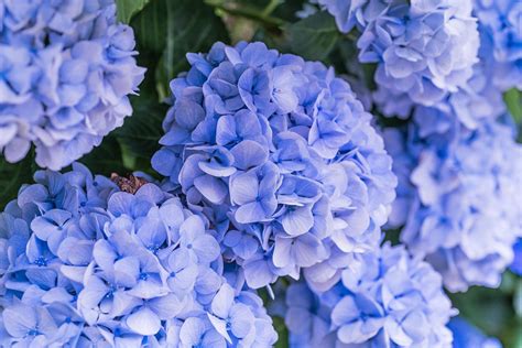 How to Change the Color of Your Hydrangeas | Hydrangea colors, Hydrangea color change, Big leaf ...