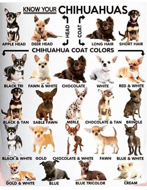 Chihuahua colors | Chihuahua puppies, Chihuahua breeds, Chihuahua