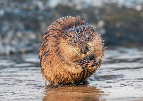 Muskrat eating a mussel on a Chesapeake Bay beach Photograph by Patrick Wolf | Pixels