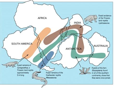 How Does the Biogeography of Fossils Support Evolutionary Theory