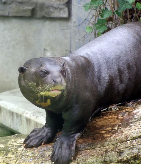 File:Giant otter 2.JPG - Wikimedia Commons