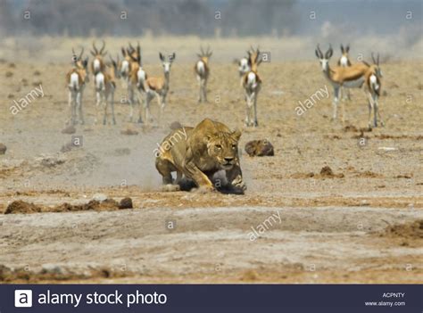 Female Lion Hunting Prey High Resolution Stock Photography and Images ...