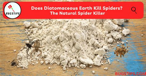 Does Diatomaceous Earth Kill Spiders? The Natural Spider Killer - BugsTips