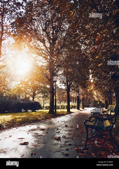 Autumn street with leaves after rain. Sunny day on avenue. Alley with trees, lamp and benches ...