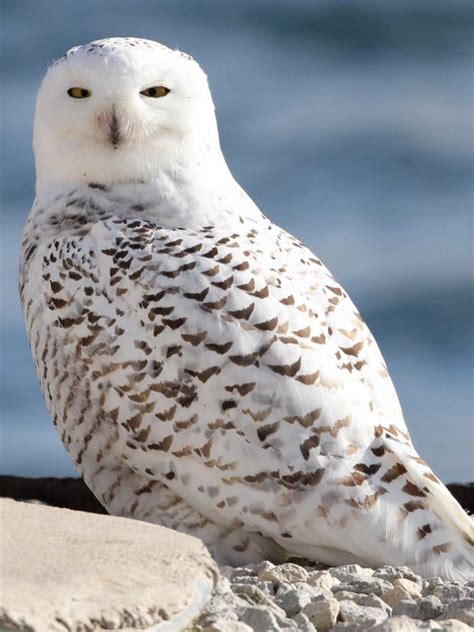 The annual fall migration of snowy owls is underway in Wisconsin