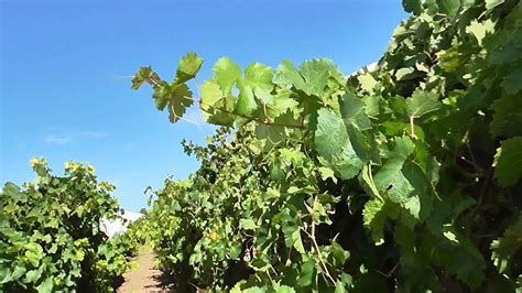 Rootstock selection for table grape vineyards - YouTube