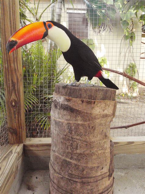 Toco toucan perches atop nest log | Adventures in Toucanland