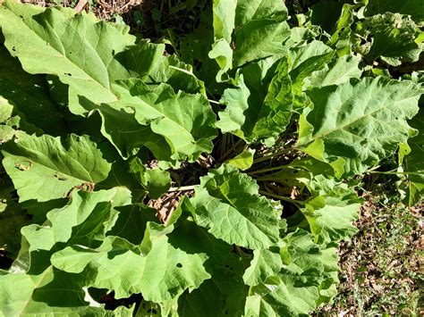 Burdock Plant