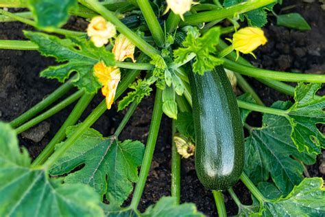 Growing Squash in Containers & Pots | Kellogg Garden Organics™